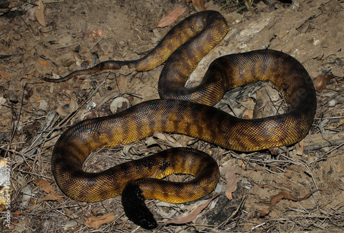 Aspidites melanocephalus, commonly known as the black-headed python, is a species of snake in the family Pythonidae. The species is native to Australia. No subspecies are currently recognized. photo