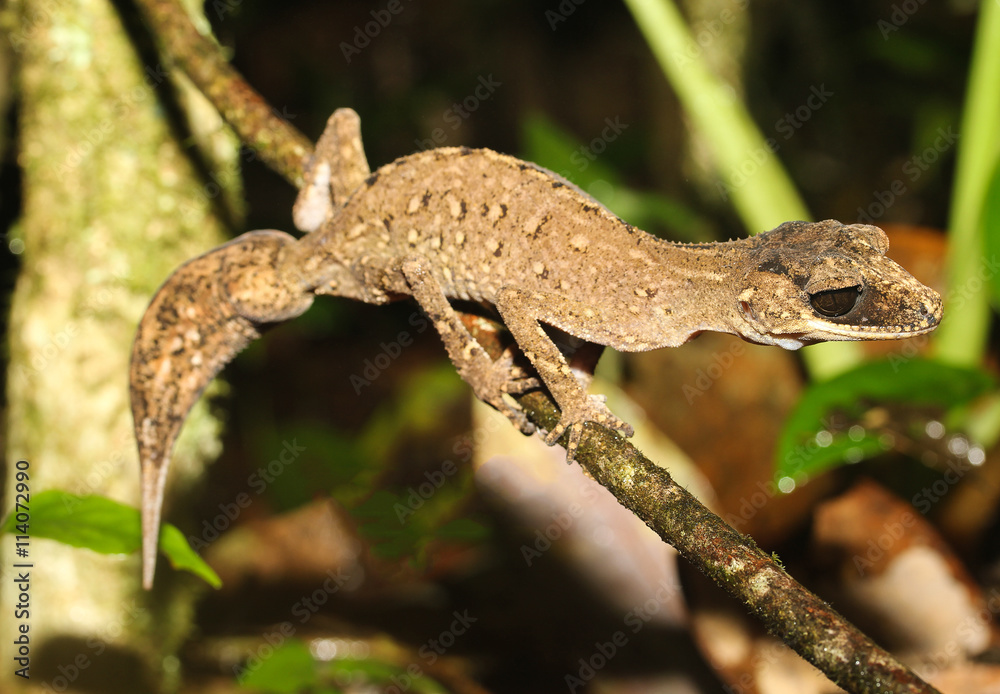 Carphodactylus laevis, a single representative of the genus Carphodactylus, is a species of gecko of the family Carphodactylidae. This species lives in the tropical forest. Carphodactylus laevis, a single representative of the genus Carphodactylus, is a species of gecko of the family Carphodactylidae. This species lives in the tropical forest.