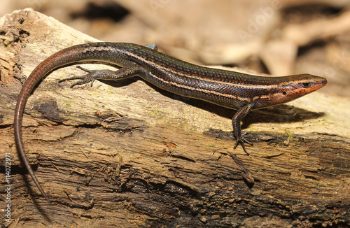 Carlia rubrigularis is a species of saurians of the family of Cophoscincopus. This species is endemic to Queensland in Australia.