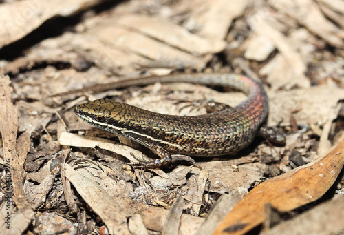 Carlia rufilatus is a species of saurians of the family of Cophoscincopus. This species is endemic to Australia. It occurs in Western Australia and the Northern Territory.