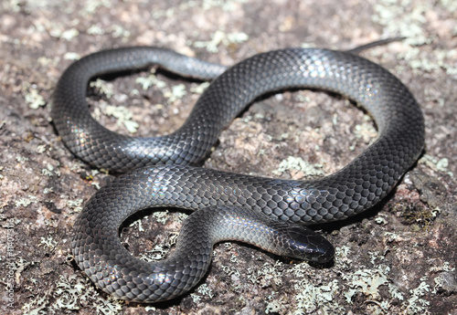 Cryptophis nigrescens is an elapid snake described by Günther in 1862. Its common names include small-eyed snake and eastern small-eyed snake.