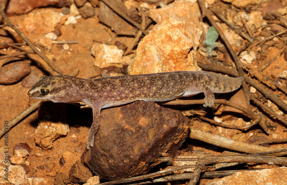 Diplodactylus conspicillatus is a species of gecko in the family Diplodactylidae. This species is endemic to Australia. It occurs in Western Australia, South Australia and the Northern Territory. Diplodactylus conspicillatus is a species of gecko in the family Diplodactylidae. This species is endemic to Australia. It occurs in Western Australia, South Australia and the Northern Territory.