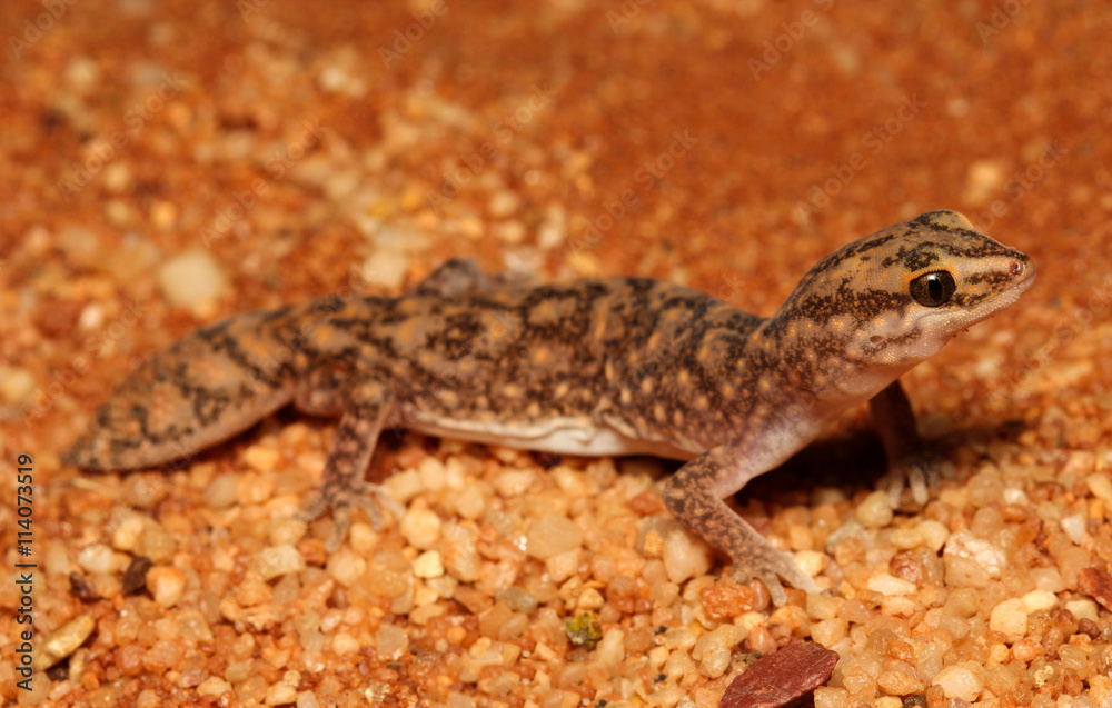 Naklejka premium Diplodactylus conspicillatus is a species of gecko in the family Diplodactylidae. This species is endemic to Australia. It occurs in Western Australia, South Australia and the Northern Territory.