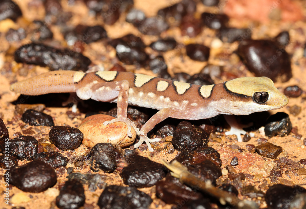 Diplodactylus galeatus is a species of gecko in the family Diplodactylidae. This species is endemic to Australia. It occurs in the north of South Australia and the southern Northern Territory. Diplodactylus galeatus is a species of gecko in the family Diplodactylidae. This species is endemic to Australia. It occurs in the north of South Australia and the southern Northern Territory.