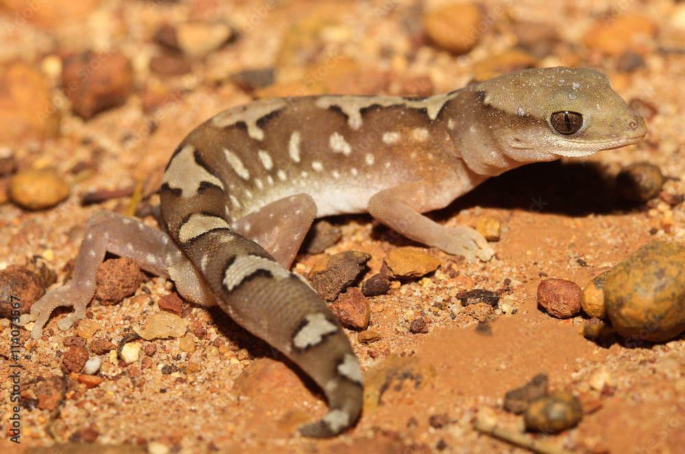 Diplodactylus pulcher is a species of gecko in the family Diplodactylidae. This species is endemic to Australia. It occurs in South Australia and Western Australia. Diplodactylus pulcher is a species of gecko in the family Diplodactylidae. This species is endemic to Australia. It occurs in South Australia and Western Australia.
