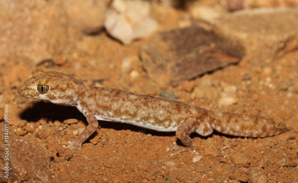Diplodactylus tessellatus is a species of gecko in the family Diplodactylidae. This nocturnal gecko is relatively stocky, with a short tail and massive and scales is apparent. Diplodactylus tessellatus is a species of gecko in the family Diplodactylidae. This nocturnal gecko is relatively stocky, with a short tail and massive and scales is apparent.