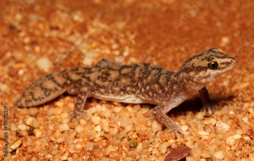 Diplodactylus conspicillatus is a species of gecko in the family Diplodactylidae. This species is endemic to Australia. It occurs in Western Australia, South Australia and the Northern Territory.