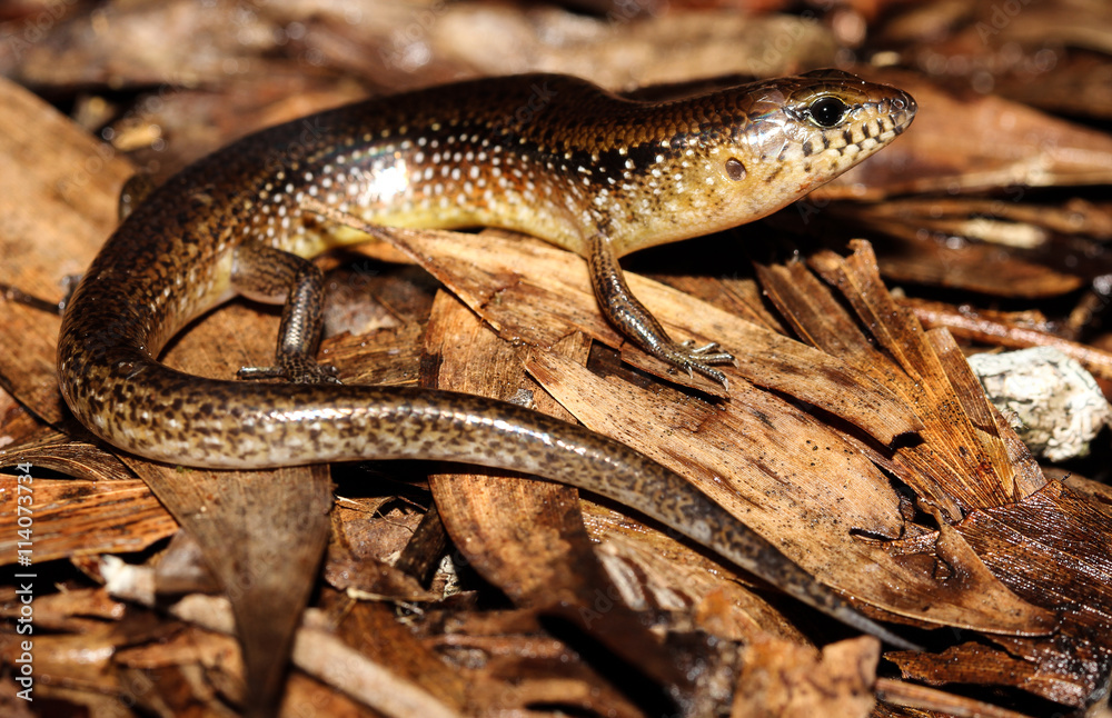 Eremiascincus douglasi is a species of saurians of the family of Cophoscincopus. This species is endemic to the Northern Territory of Australia. Eremiascincus douglasi is a species of saurians of the family of Cophoscincopus. This species is endemic to the Northern Territory of Australia.