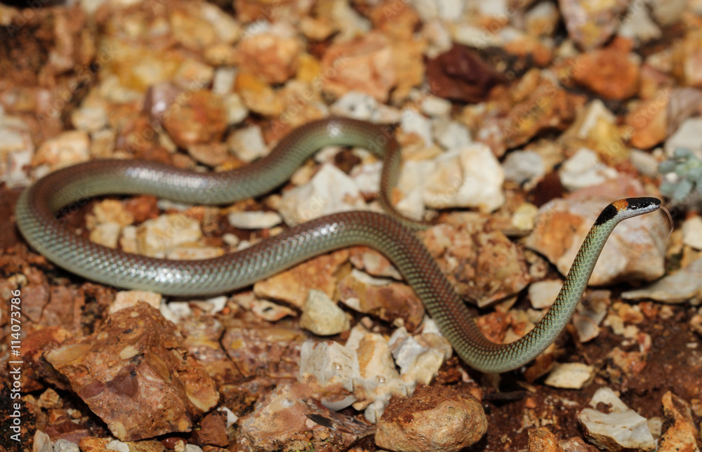 Furina ornata is a species of snakes of the family Elapidae. This species is endemic to Australia. It occurs in Western Australia, South Australia, the Northern Territory and Queensland. Furina ornata is a species of snakes of the family Elapidae. This species is endemic to Australia. It occurs in Western Australia, South Australia, the Northern Territory and Queensland.