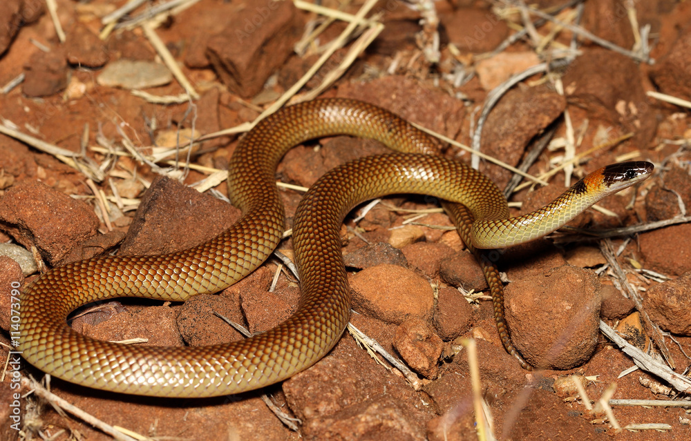 Obraz premium Furina ornata is a species of snakes of the family Elapidae. This species is endemic to Australia. It occurs in Western Australia, South Australia, the Northern Territory and Queensland.