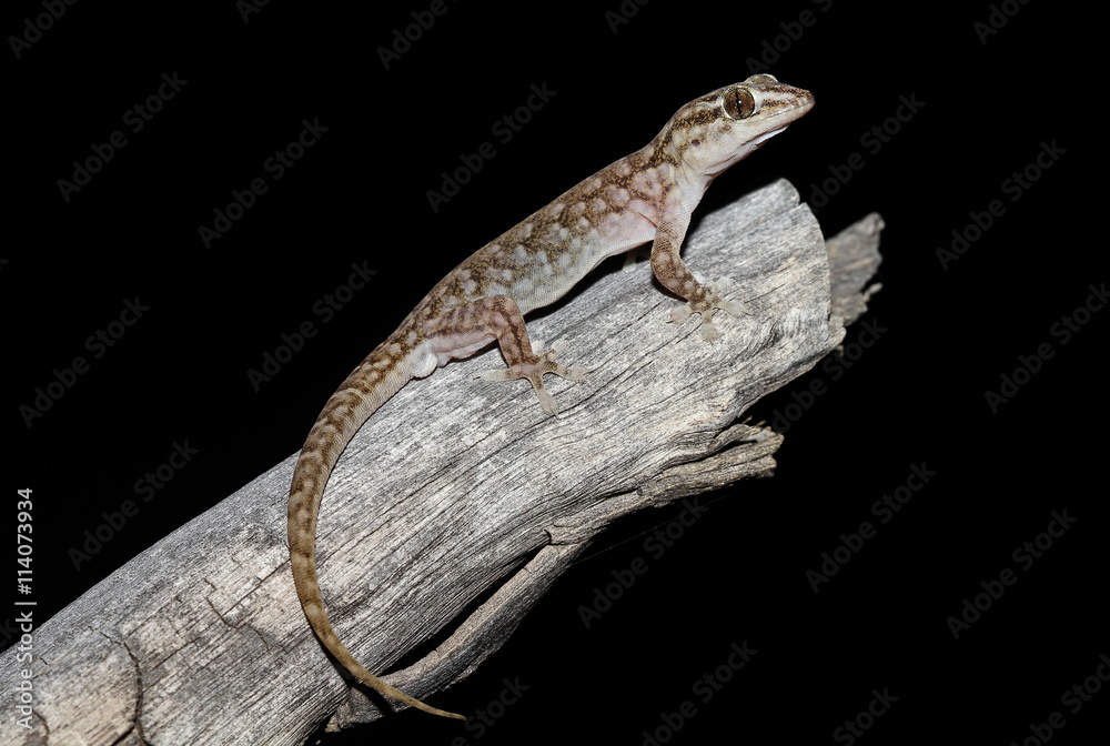Gehyra versicolor is a species of gecko of the family Gekkonidae. This species is endemic to Australia. It occurs in Queensland, New South Wales, Victoria, South Australia and the Northern Territory. Gehyra versicolor is a species of gecko of the family Gekkonidae. This species is endemic to Australia. It occurs in Queensland, New South Wales, Victoria, South Australia and the Northern Territory.