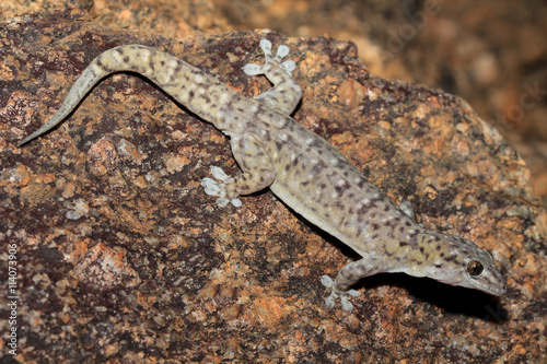 Gehyra robusta is a species of gecko of the family Gekkonidae. This species is endemic to Queensland in Australia.