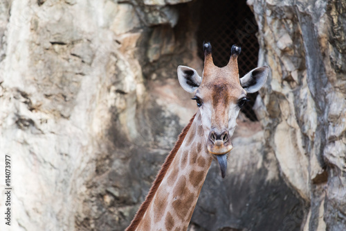 Close up giraffe face in zoo tongue as funny © warapatr_s