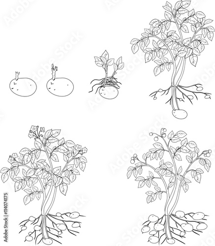 coloring with Potato plant growth cycle