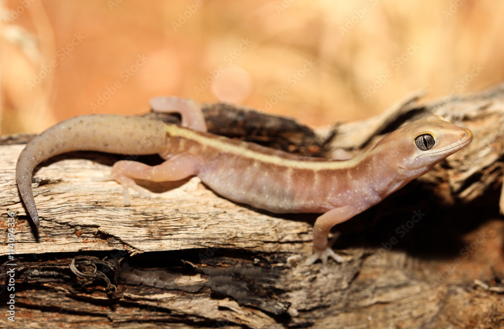 Lucasium immaculatum is a species of gecko in the family
