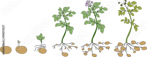 Potato plant growth cycle
