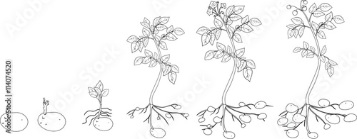 coloring with Potato plant growth cycle