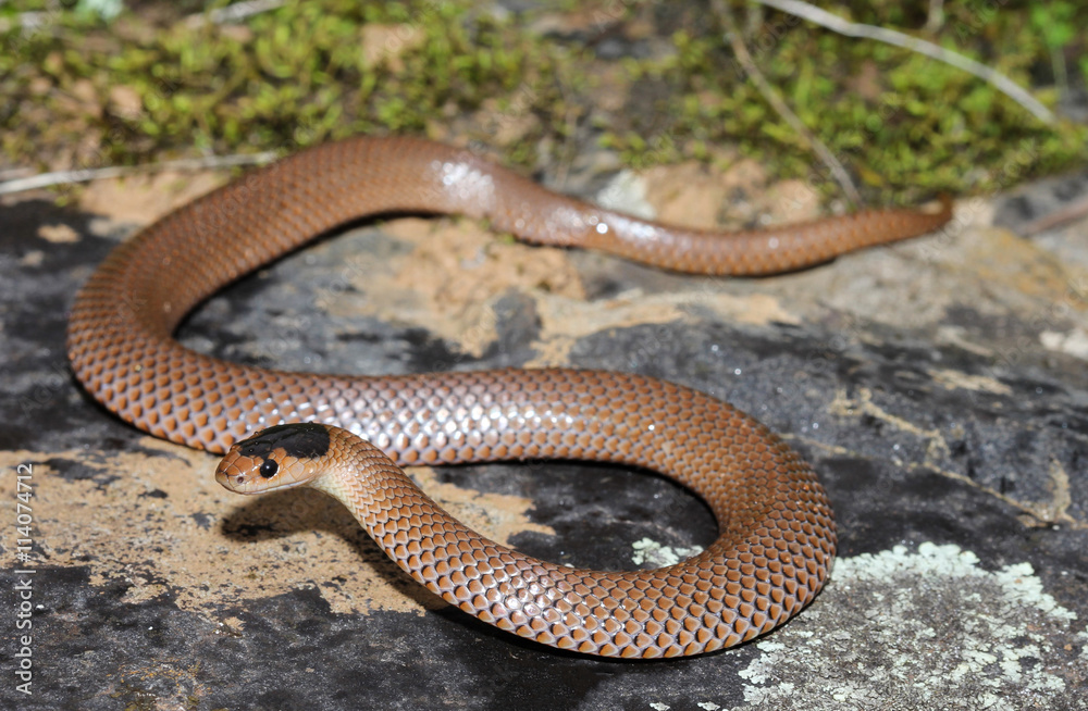 Fototapeta premium Parasuta flagellum is a species of snakes of the family Elapidae.