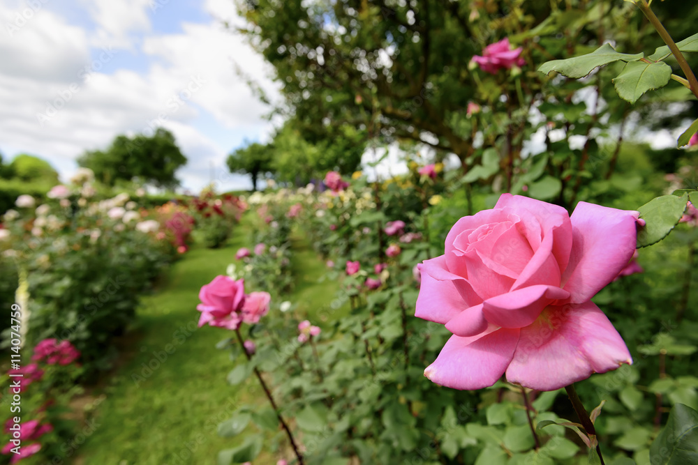 Rose garden in Italy Marche