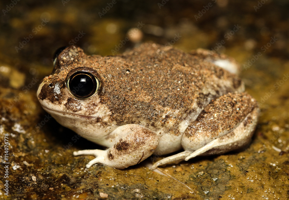 Spencer's Burrowing Frog is a species of frog native to western and central Australia. Spencer's Burrowing Frog is a species of frog native to western and central Australia.