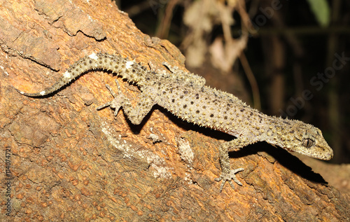 Phyllurus caudiannulatus is a species of gecko of the family Carphodactylidae.