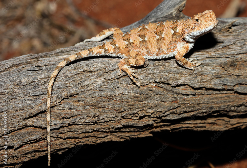 Tympanocryptis lineata is a species of saurians of the family of Agamidae. Tympanocryptis lineata is a species of saurians of the family of Agamidae.