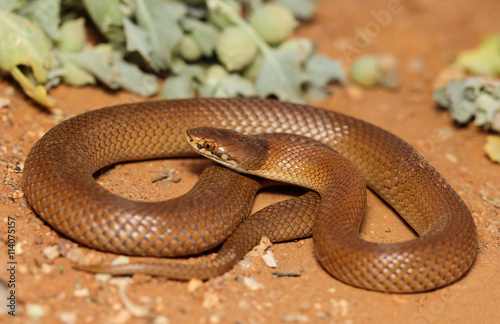Suta suta is a species of snakes of the family Elapidae. photo