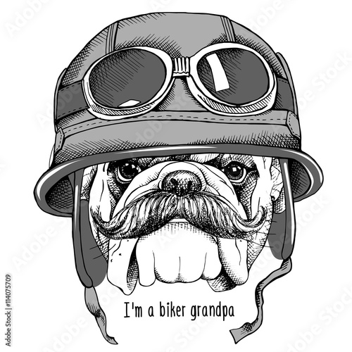 The image Portrait of the dog Bulldog with a mustache in the motorcyclist helmet. Vector illustration.