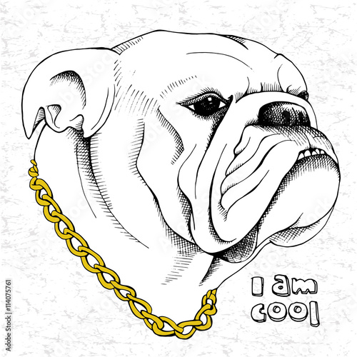 Picture of portrait of a dog bulldog with a chain. Vector illustration.