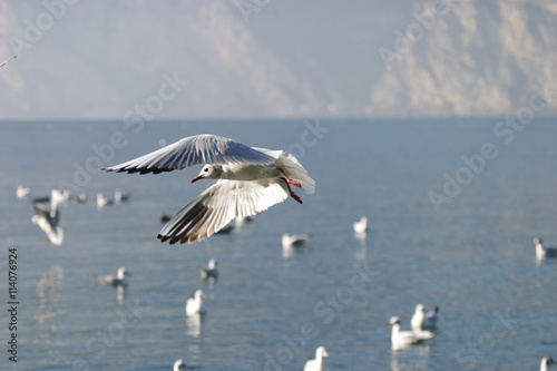 gabbiano uccello acquatico photo