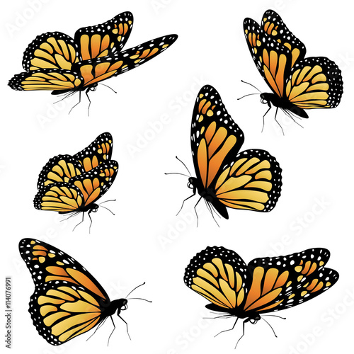 Orange Monarch Butterfly