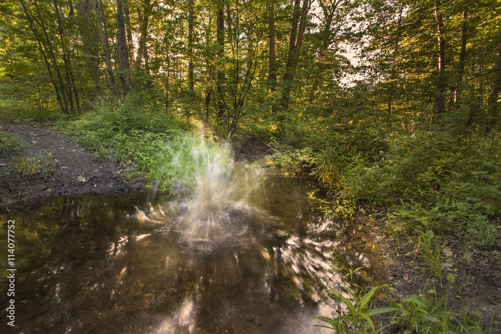 A splash in a brook through a scenic forest setting.