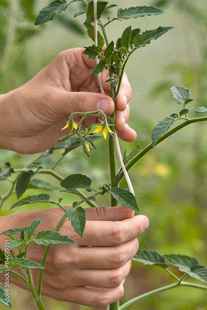 hands tied up tomato in the vegetable garden, closeup hands tied up tomato in the vegetable garden, closeup
