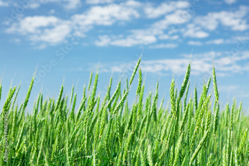 Green wheat field blue sky