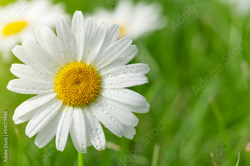 Chamomile flower on grass field