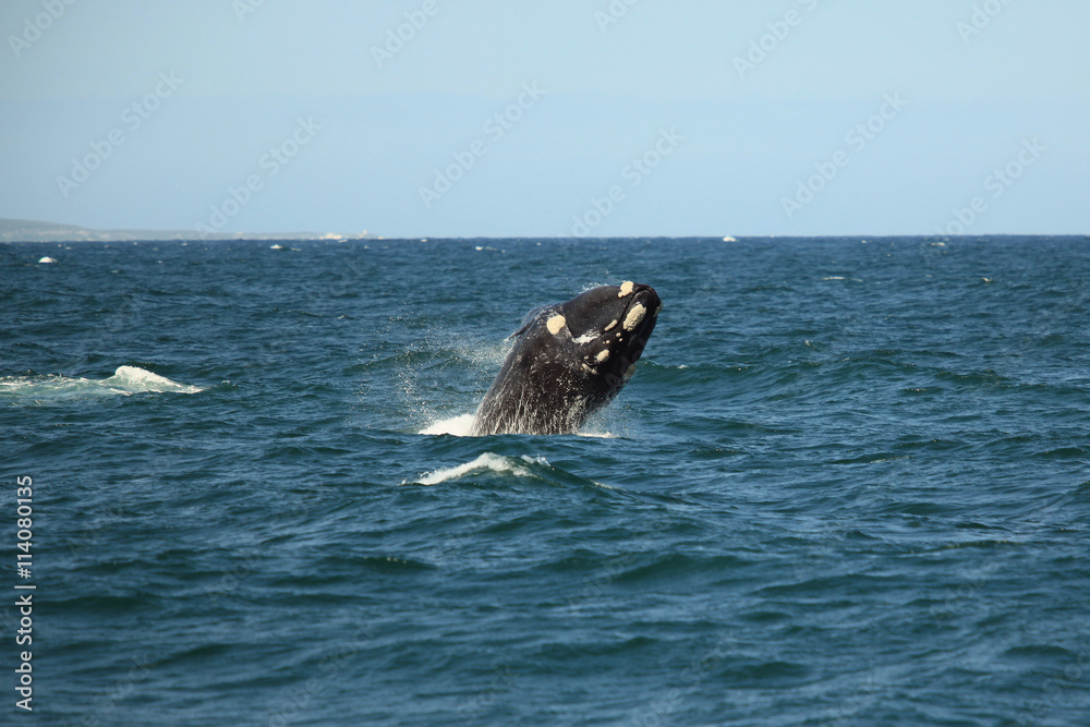 Fototapeta premium southern right whale jumping out of the water with a lot splashing, South Africa
