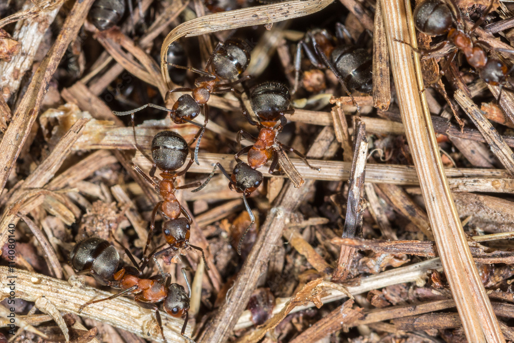 Close up of Wood Ants (Formica rufa) working on their nest Close up of Wood Ants (Formica rufa) working on their nest