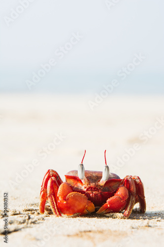 The big red crab sitting on the sand