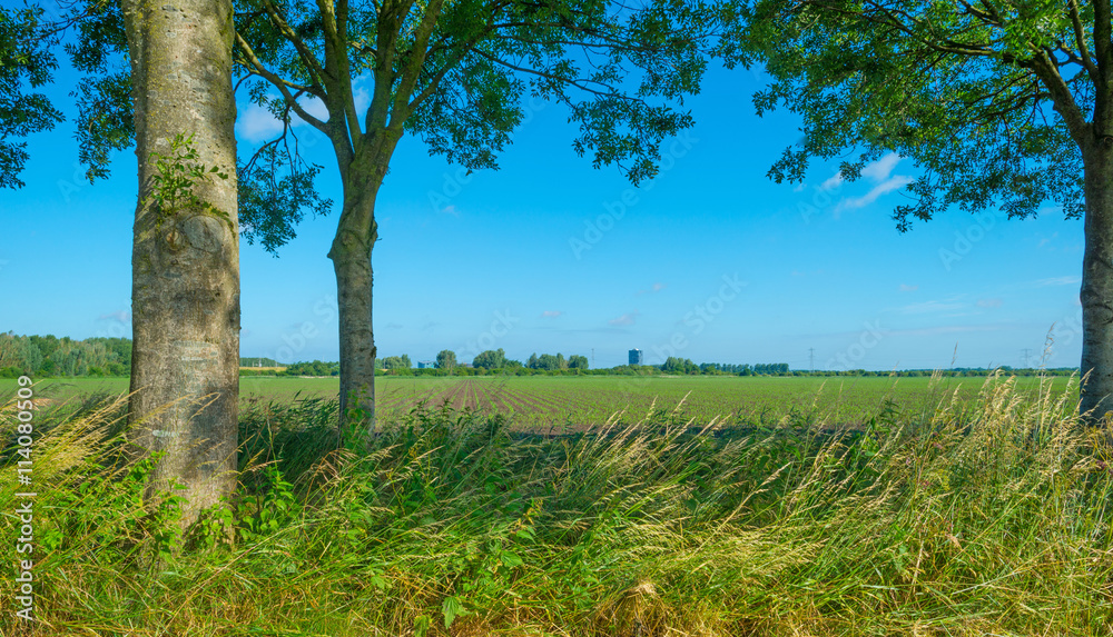 Field with vegetables in summer
