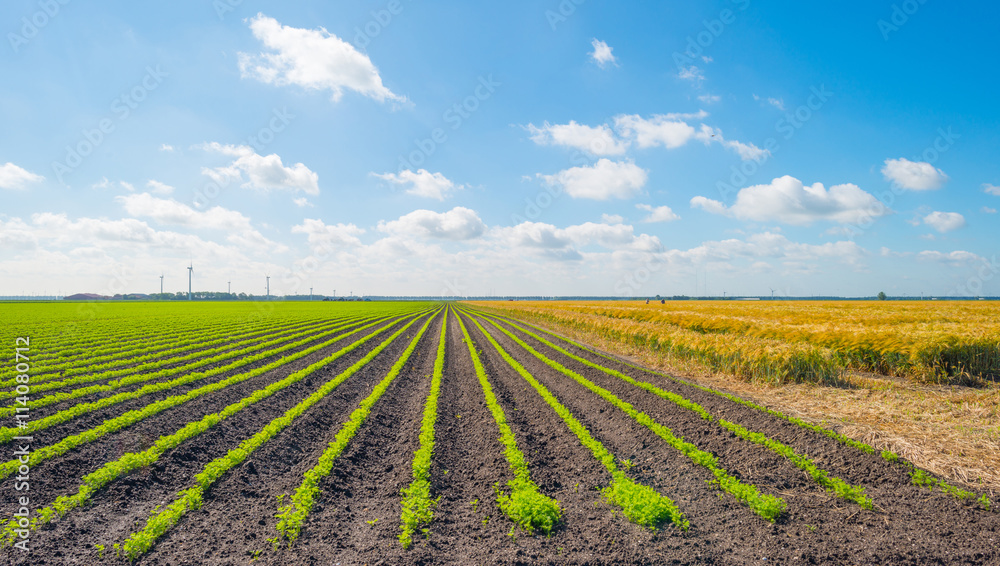 Field with vegetables in summer Field with vegetables in summer