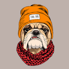 Acrylglasbilder Jugendzimmer Hipster Bulldogge mit Strickschal Portrait  © Afishka