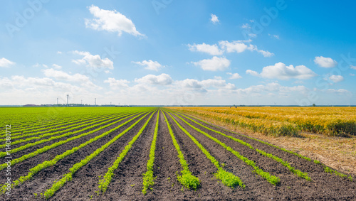 Field with vegetables in summer