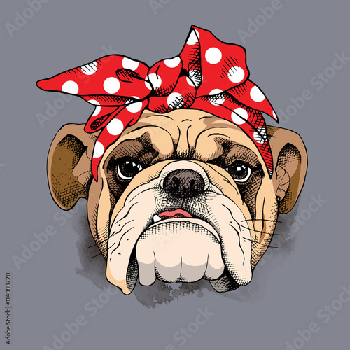 Valokuva Bulldog portrait in a headband. Vector illustration.