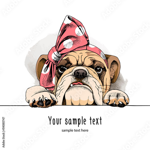 Bulldog portrait in a headband. Vector illustration.