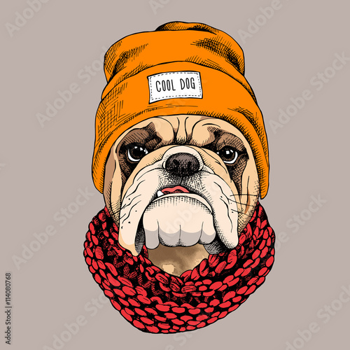 Bulldog portrait in a hipster hat and with Knitted scarf. Vector illustration.