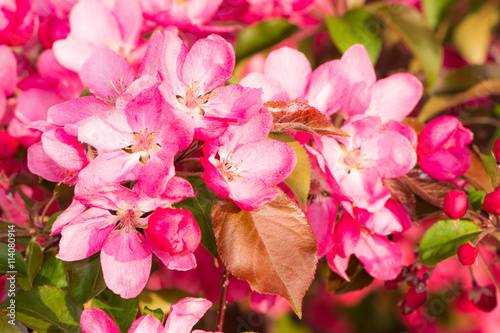 Flowering apple tree with pink blossoms