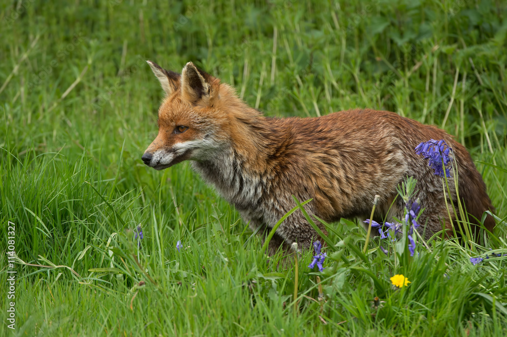 Fototapeta premium Red Fox (Vulpes Vulpes)/Red Fox in deep green grass and bluebells