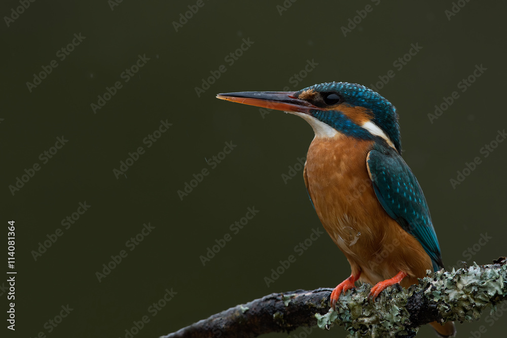 Fototapeta premium Kingfisher (Alcedo Atthis)/Kingfisher perched on moss covered branch