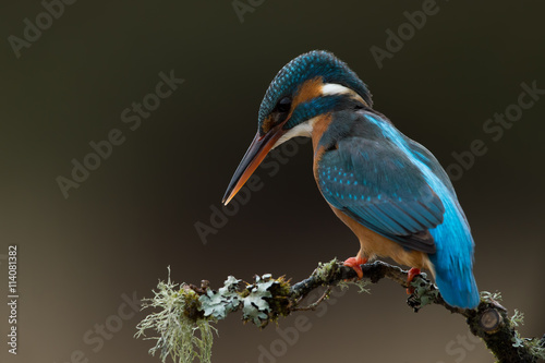 Kingfisher (Alcedo Atthis)/Kingfisher perched on moss covered branch