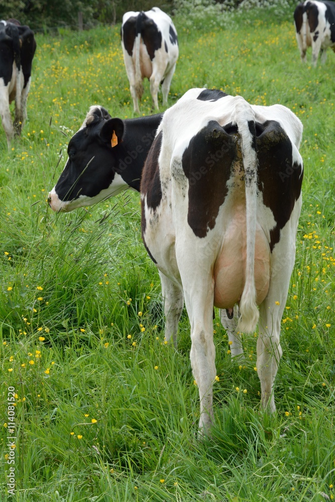 Une Vache Laitiere Vue De Dos Dans Une Pature Stock Photo Adobe Stock